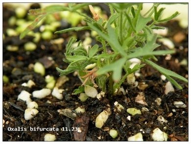 Oxalis bifurcata 11.23.jpg