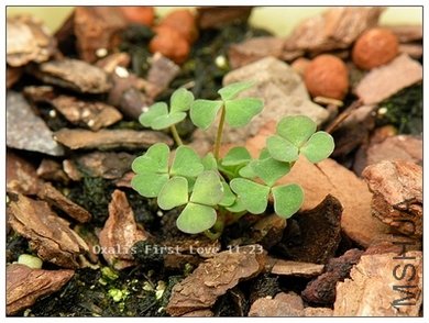 Oxalis First Love 11.23.jpg