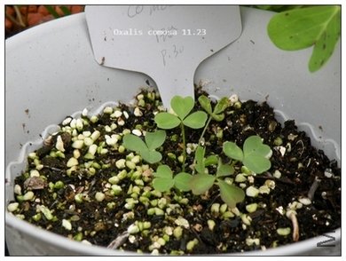 Oxalis comosa 11.23.jpg