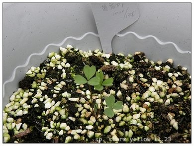 sp. charm yellow 11.23.jpg