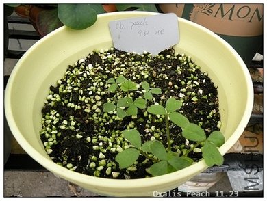 Oxalis Peach 11.23.jpg