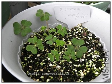 Oxalis compressa 11.23.jpg