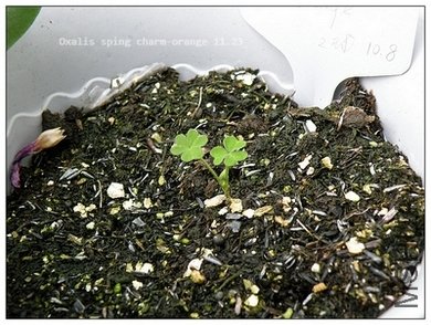 Oxalis sping charm-orange 11.23.jpg