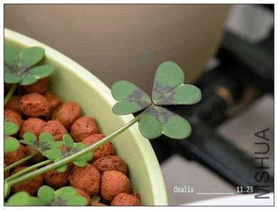 Oxalis δ֪�� 11.23.jpg