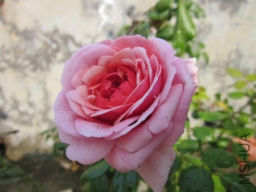 ��Ƭ1 258.jpg
