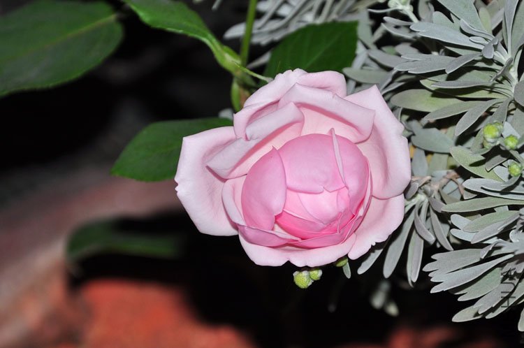 DSC_7538.JPG