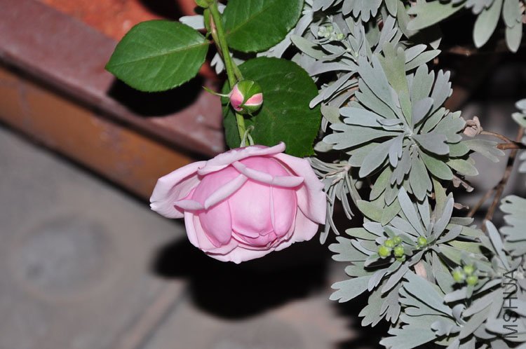 DSC_7540.JPG