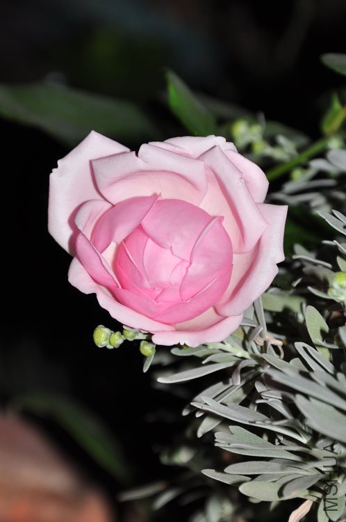 DSC_7539.JPG