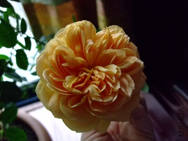 DSCF0242.JPG