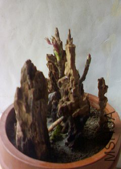DSC03431.jpg