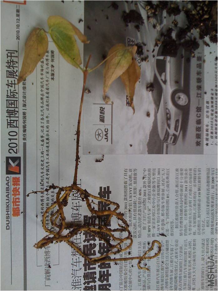 �����������Ƭ