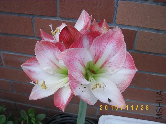 100_4575.jpg
