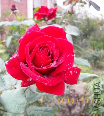 100_4493.jpg