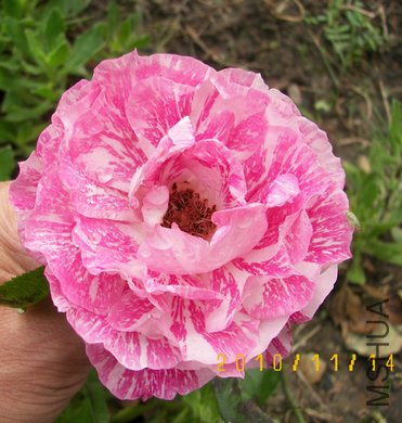 100_4500.jpg