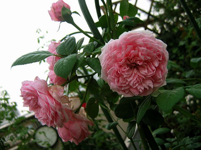 ����2 (1).JPG