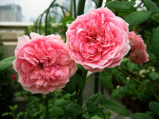 ����1 (1).JPG