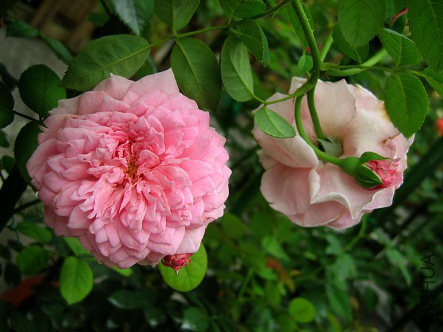 ����2 (2).JPG