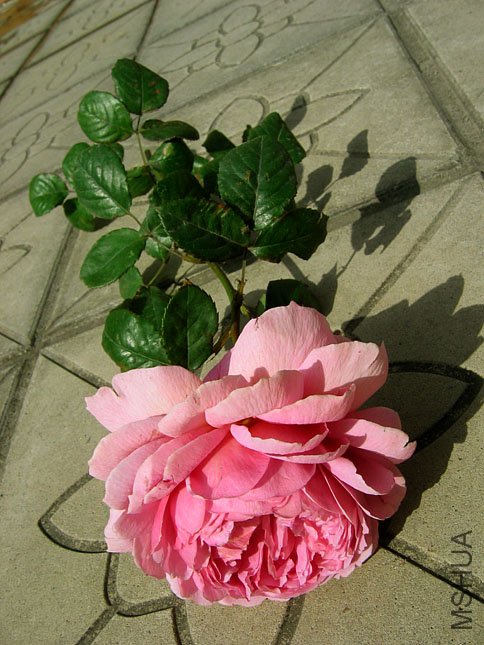 �����£���ĺܴ�ֻ������