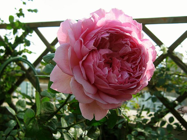 ��֦�Ĵ�ͷ����~