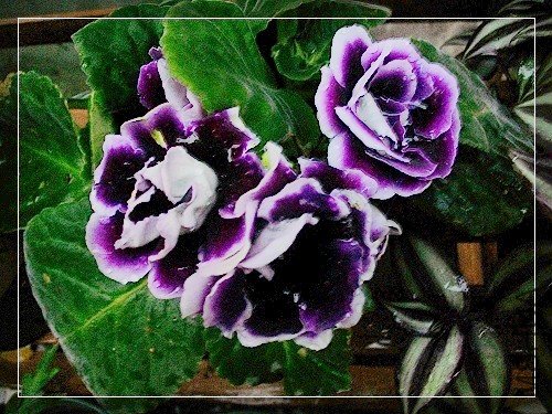 nEO_IMG_��Ƭ 002.jpg