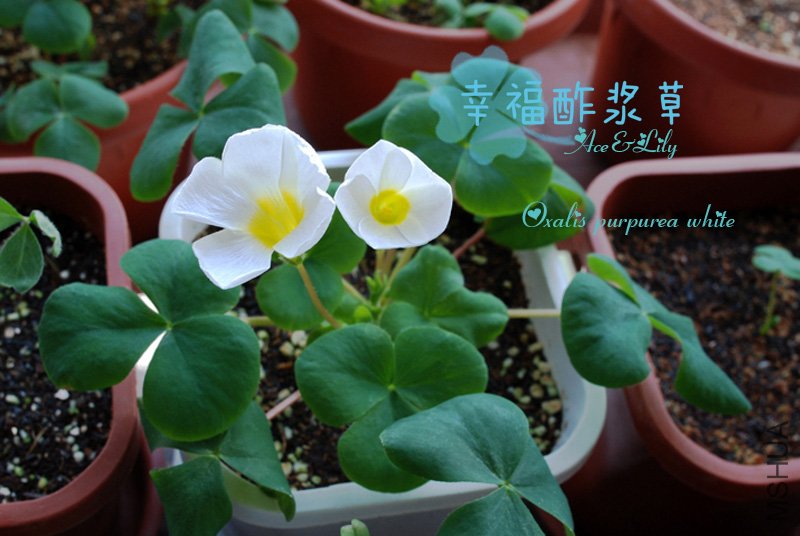 Oxalis-purpurea-white-101130.jpg