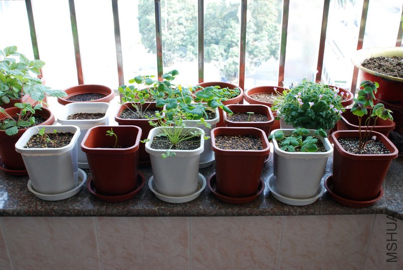 Oxalis-����԰-2010.jpg