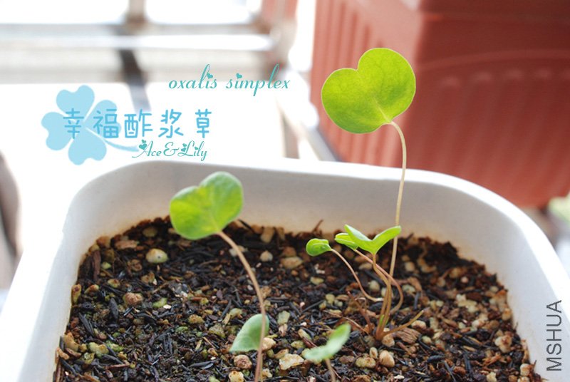 oxalis-simplex--101130.jpg