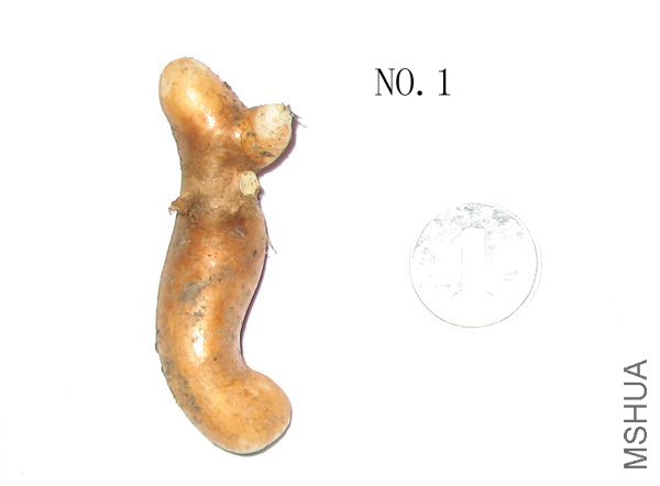 NO.1.jpg