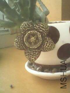 IMG0011A.jpg