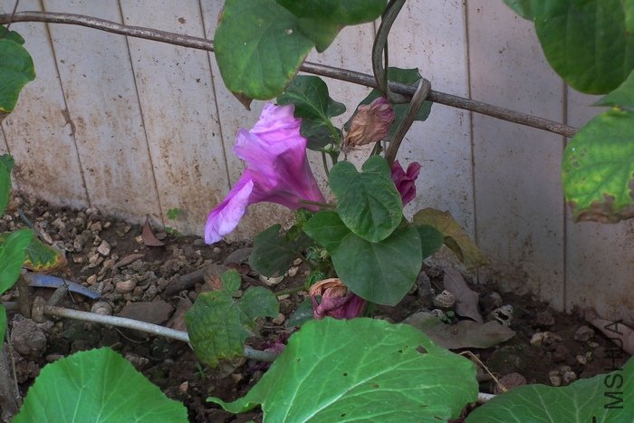 DSCF2251.JPG