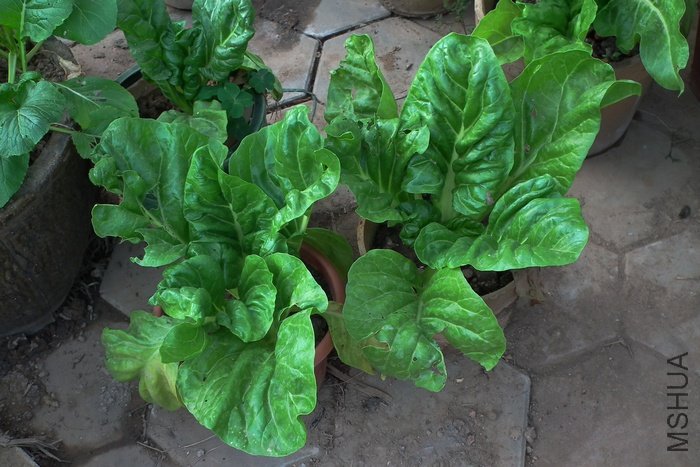 DSCF2259.JPG
