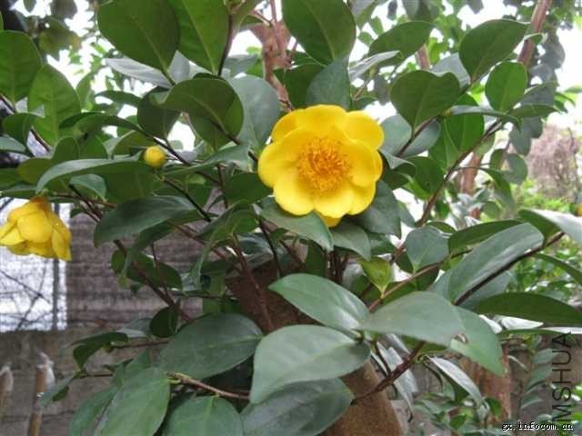 ���������ļ��𻨲�