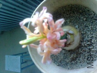 ��Ƭ0466.jpg