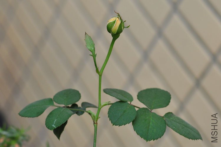 DSC_7786.JPG