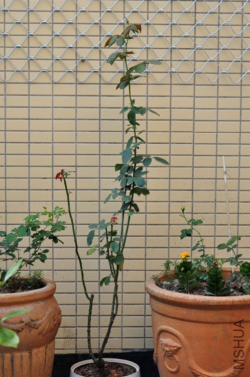 DSC_7792.JPG