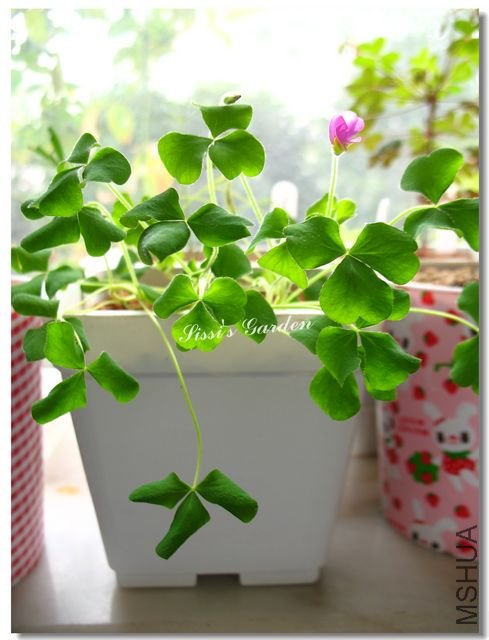 Oxalis zeekoevleyensis