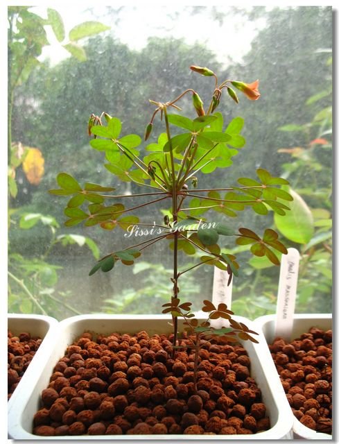 nEO_IMG_101104 010.jpg