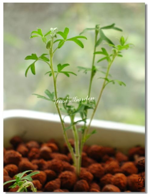 nEO_IMG_101104 014.jpg