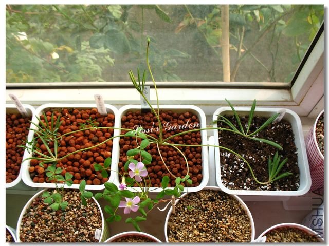 nEO_IMG_101106 043.jpg