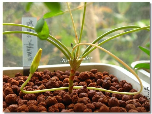 nEO_IMG_101106 038.jpg