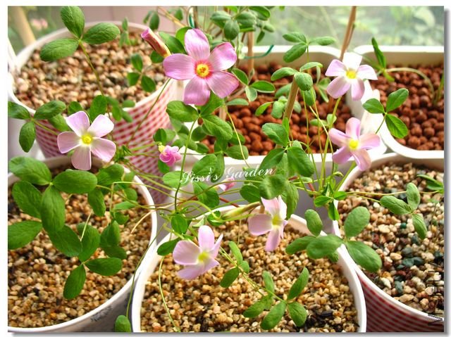 nEO_IMG_101106 044.jpg