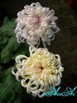 �ջ����ÿ�ާ 003.jpg