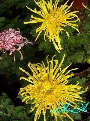 �ջ����ÿ�ާ 004.jpg