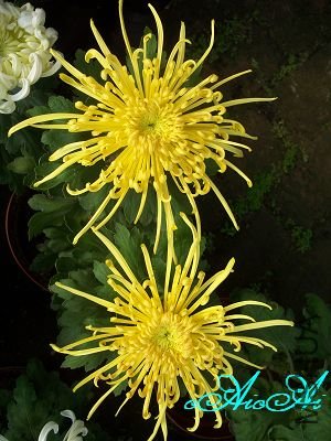 �ջ����ÿ�ާ 002.jpg