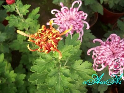 �ջ����ÿ�ާ 005.jpg