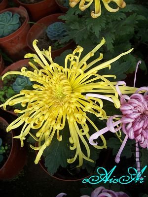 �ջ����ÿ�ާ 007.jpg