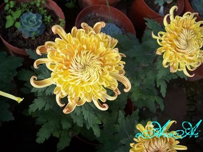 �ջ����ÿ�ާ 008.jpg