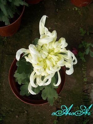 �ջ����ÿ�ާ 006.jpg