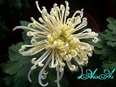 �ջ����ÿ�ާ 009.jpg