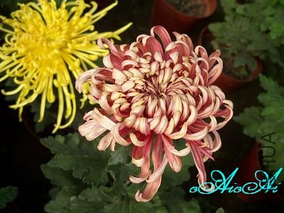 �ջ����ÿ�ާ 015.jpg